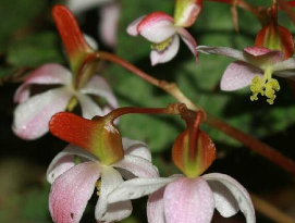 毛叶秋海棠怎么长的快