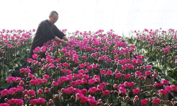 家庭养花用生根粉