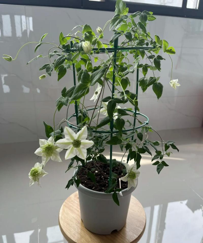 铁线莲的叶子小怎么回事