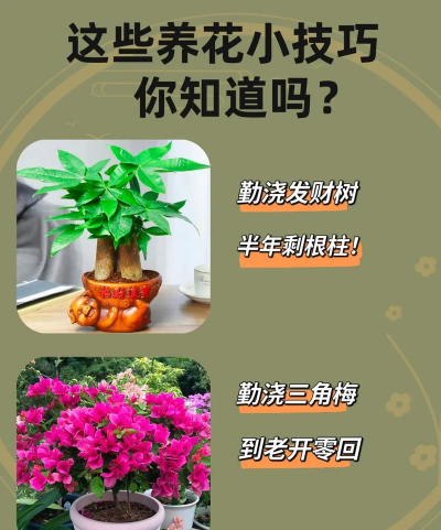 家庭养花用生根粉