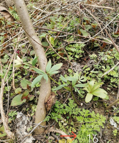 家庭养花用生根粉