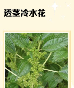 冷水花长得很高怎么办