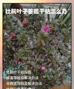 杜鹃花干巴了怎么办