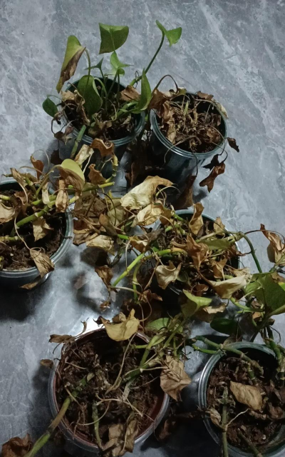 家庭养花用生根粉