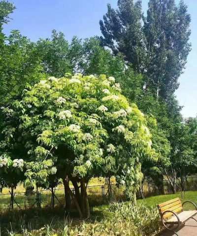 金叶接骨木属于什么科属