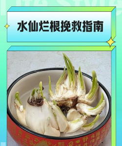 水仙根有毒吗误食怎么办
