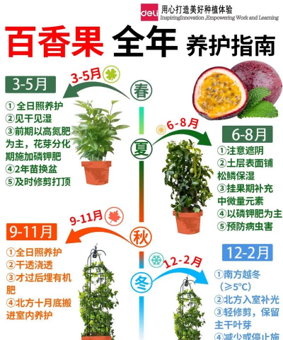 露台怎么种百香果