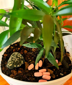 家庭养花用生根粉