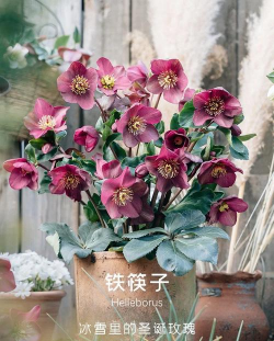 家庭养花用生根粉