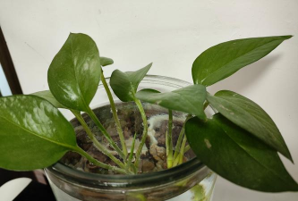 家庭养花用生根粉