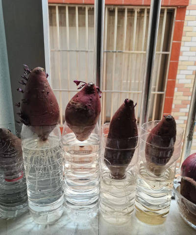 家庭养花用生根粉