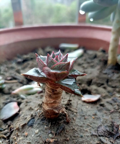 家庭养花用生根粉