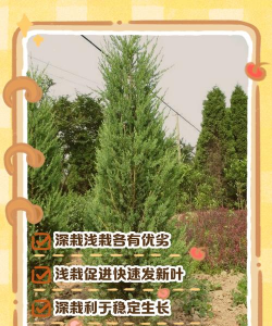 花柏繁殖和苗期管理花柏栽植管理技巧 花柏繁殖和苗期管理花柏栽植管理技巧