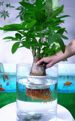 家庭养花用生根粉