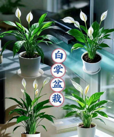 水培白掌冻了怎么办