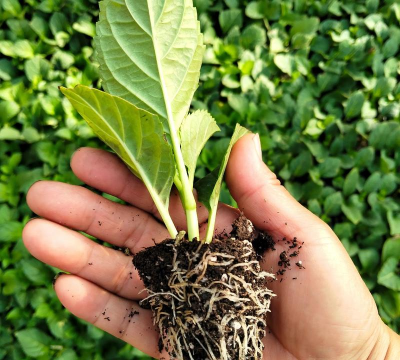 家庭养花用生根粉