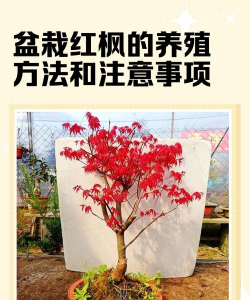 枫树栽培管理 枫树栽培管理