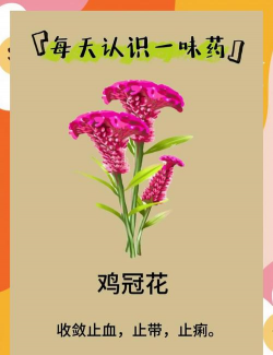 鸡冠子花的叶子怎么吃