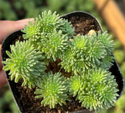 多肉松球开花后怎么办