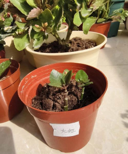 家庭养花用生根粉