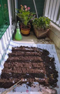 家庭养花用生根粉