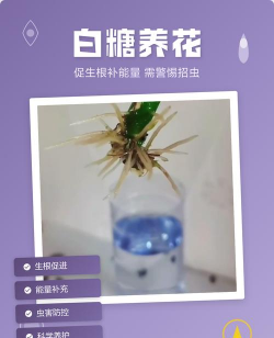 家庭养花用生根粉