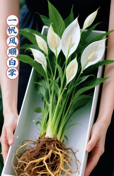 家庭养花用生根粉