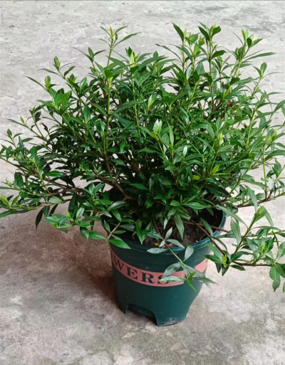 金边雀舌栀子花怎么养