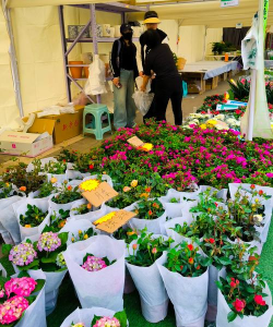 家庭养花用生根粉