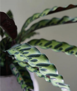 披针叶竹芋长斑点怎么办