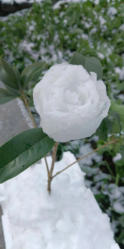 南方雪户外养花