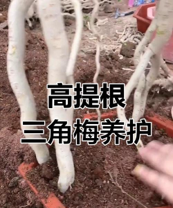 家庭养花用生根粉