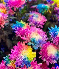 菊花春天什么颜色