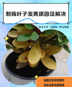 刺梅花叶子黄了怎么回事