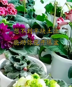 家庭养花用生根粉