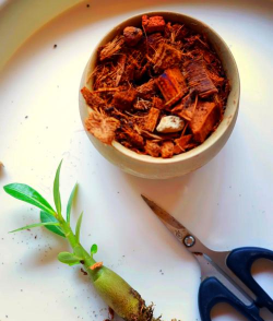 家庭养花用生根粉