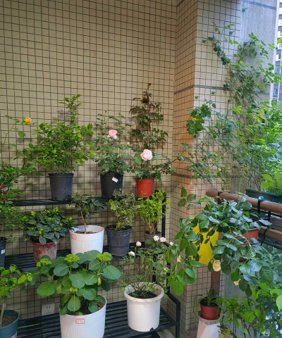 家庭养花用生根粉