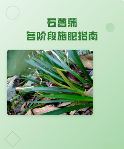 如何给石菖蒲施肥