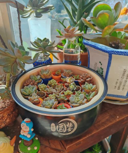 家庭养花用生根粉