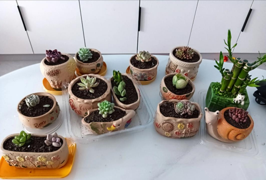 家庭养花用生根粉