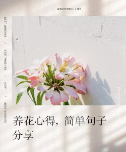 家庭养花用生根粉