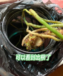 家庭养花用生根粉