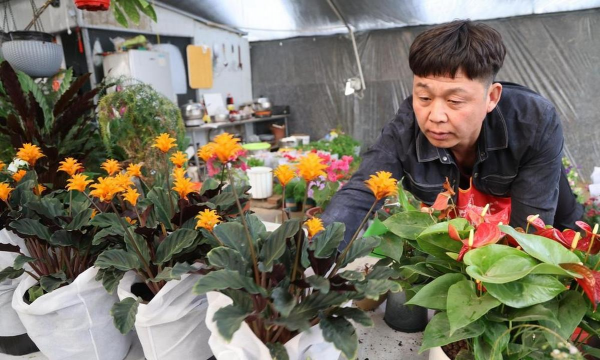 家庭养花用生根粉