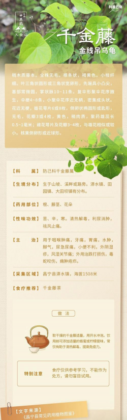 千金子藤怎么养