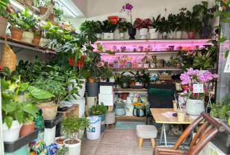 家庭养花用生根粉