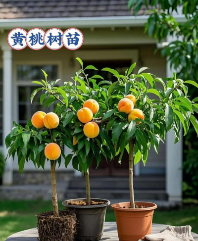 黄桃怎么养不容易死