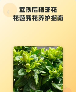 栀子花有花苞时怎么养护