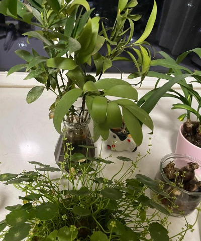 家庭养花用生根粉