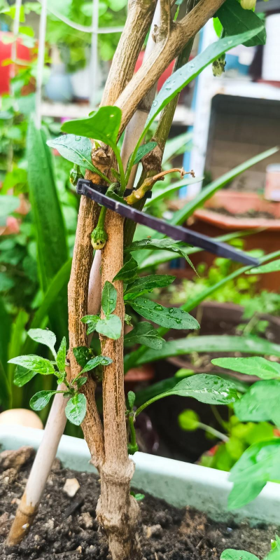 养花养出了辣椒