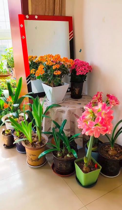 家庭养花用生根粉